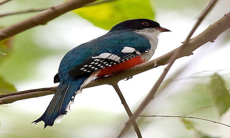 The Cuban trogon is a Cuban endemic species and is the national bird of Cuba.