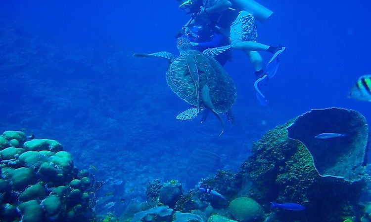 A scuba diver interacting with a sea turtle in the Belize Barrier Reef Reserve 