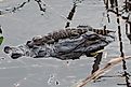 A baby alligator rests on an adult alligator's head in calm, reflective water surrounded by plants. The scene conveys a peaceful bond.