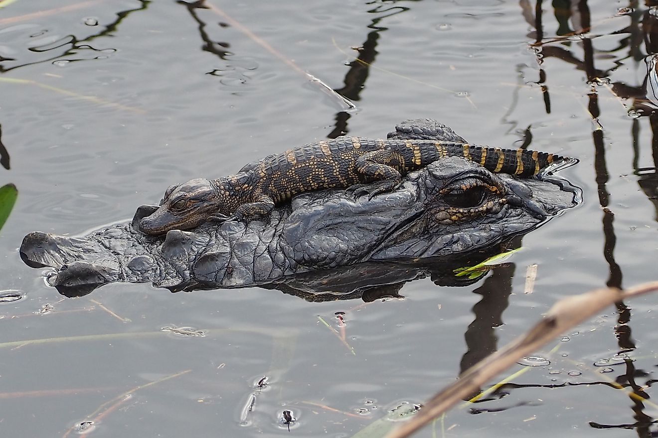 A baby alligator rests on an adult alligator's head in calm, reflective water surrounded by plants. The scene conveys a peaceful bond.
