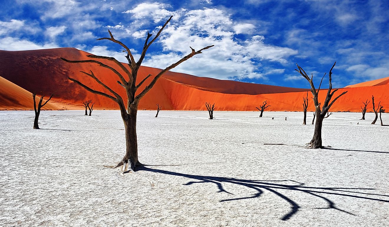 Dead Camelthorn Trees against red dunes and blue sky in Deadvlei, Sossusvlei. Namib-Naukluft National Park.
