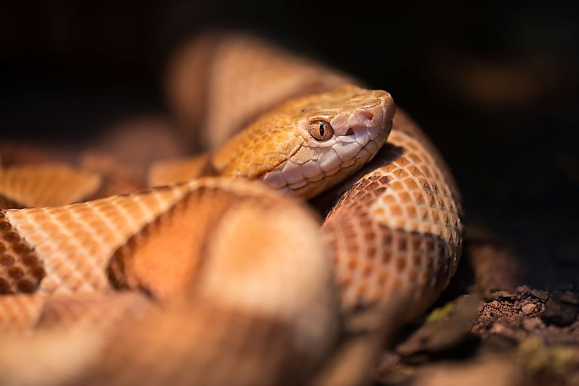 Copperhead, a species of venomous snake.