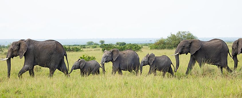 Elephants in Masai Mara National Reserve, Kenya