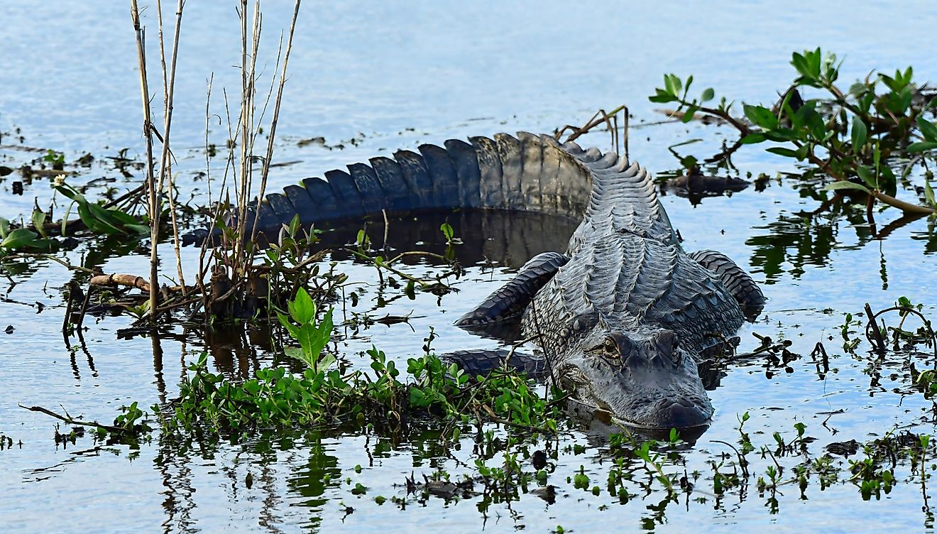 An American alligator lying in the shallows of a marsh.