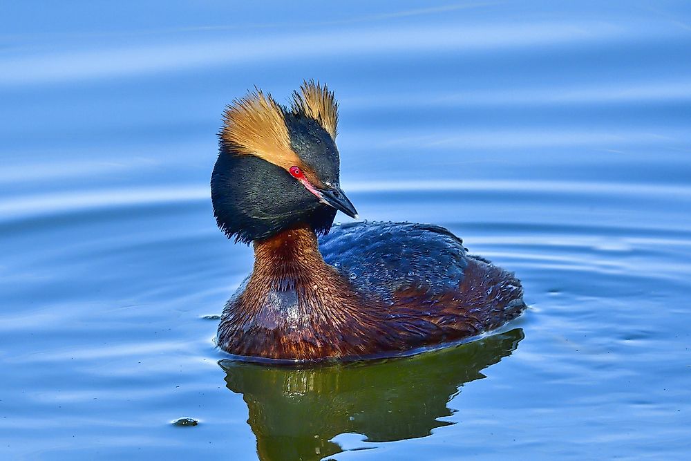 A horned grebe. 