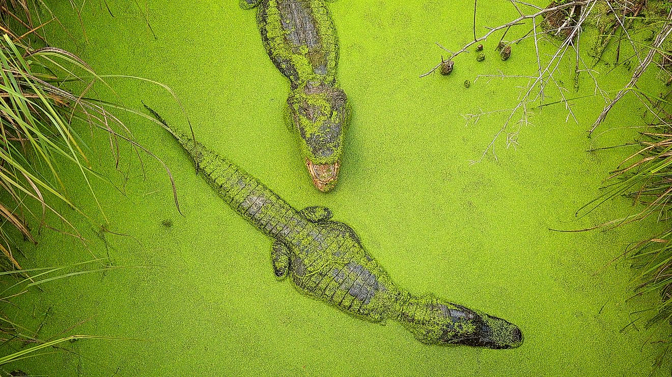 Two adult Mississippi Alligators in the Pascagoula River near Moss Point, Mississippi.