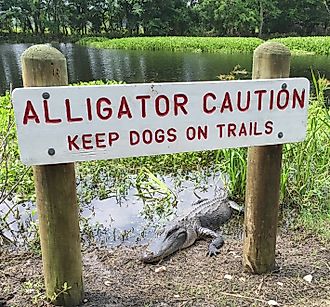 Alligator under sign at Brazos Bend State Park, Texas.