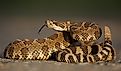 A Western rattlesnake