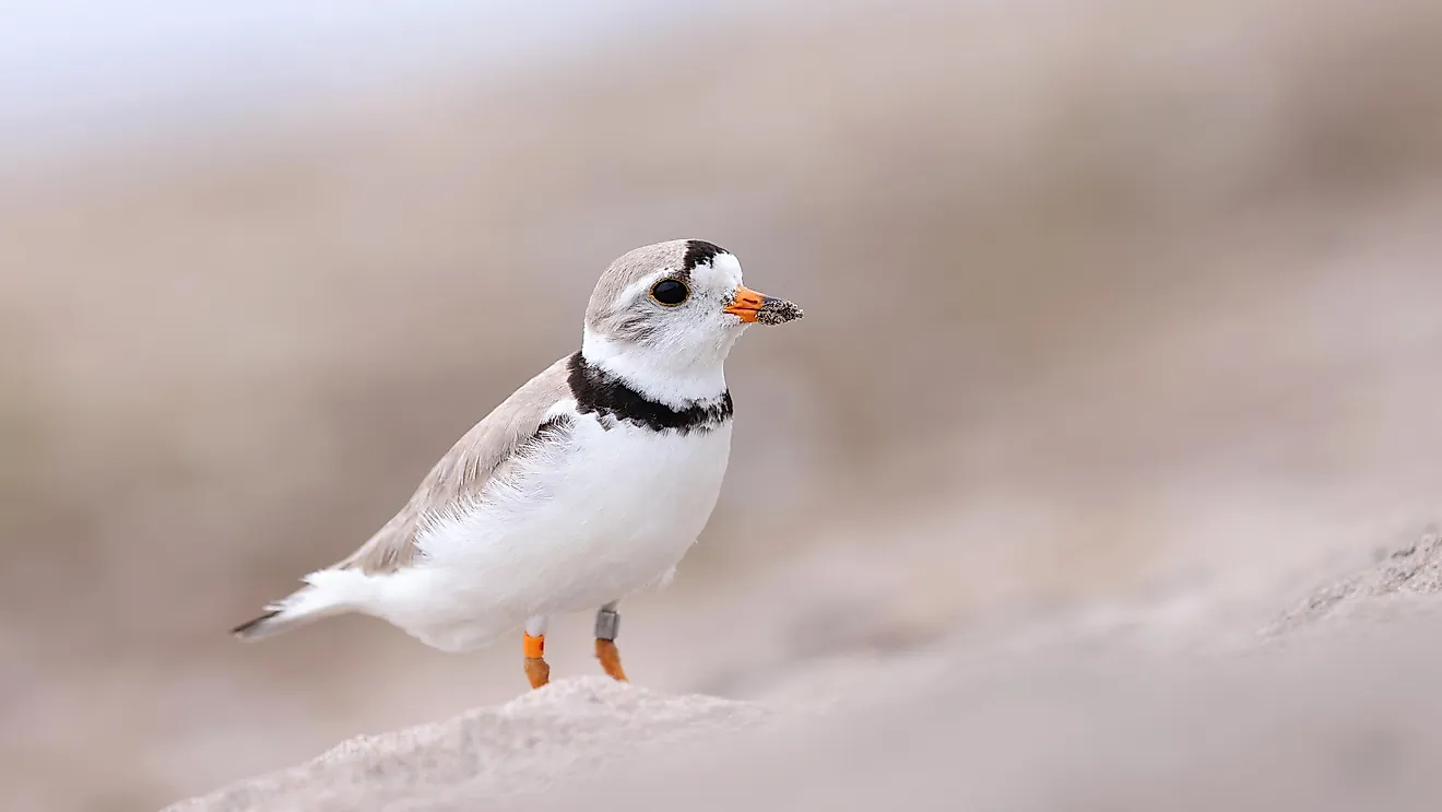 A piping plover on the beach. Stock.Adobe.com