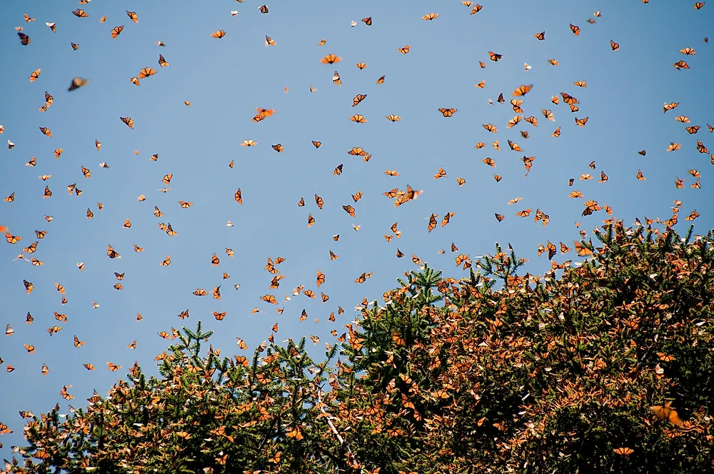 Monarch Butterfly Biosphere Reserve is one of the many UNESCO World Heritage Sites under threat.