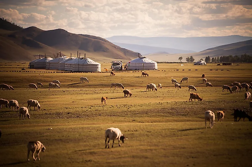 Mongolian yurts.
