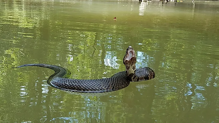 The venomous cottonmouth is a common species in Alabama's rivers.