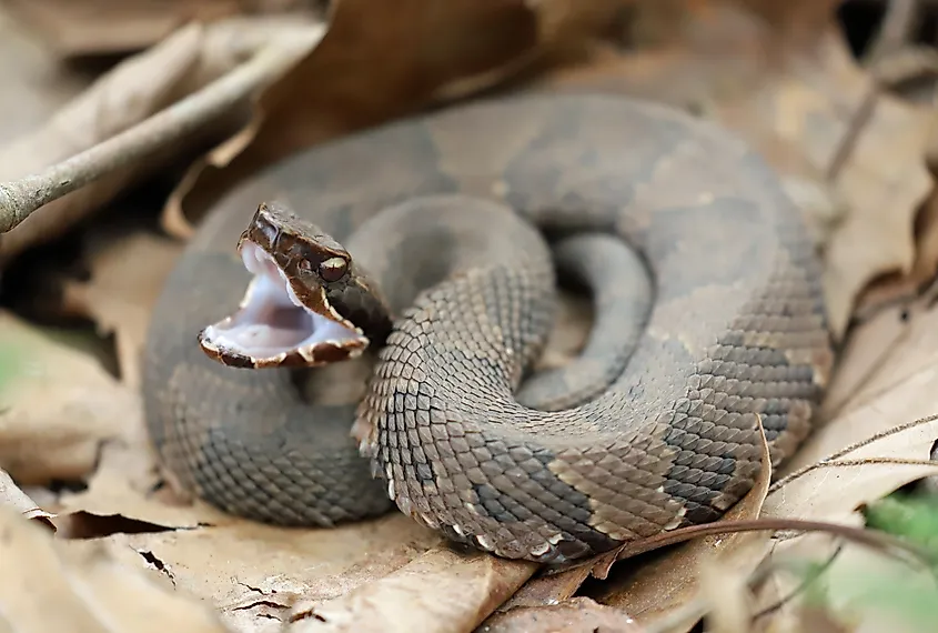 A coiled up Cottonmouth snake showing its white mouth.