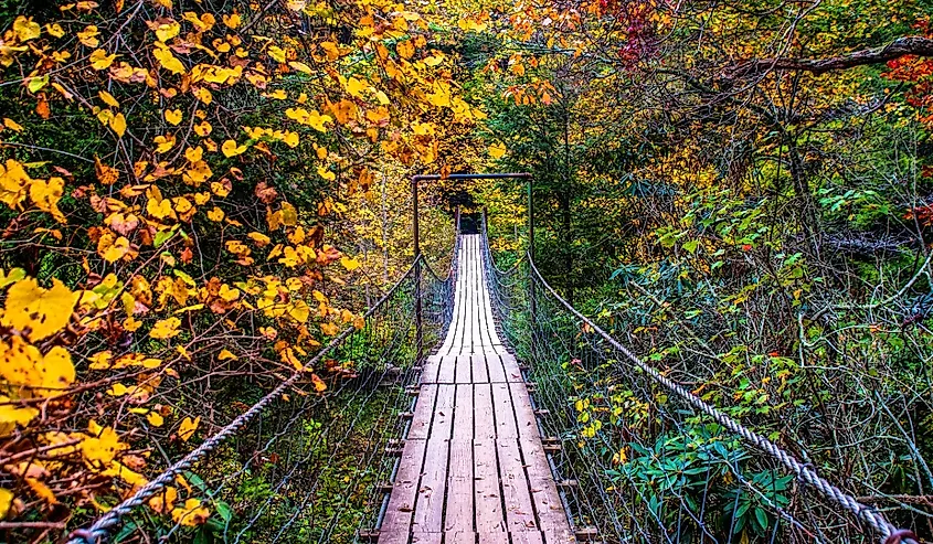 A walk through fall, Fall Creek Falls State Park, Tennessee.