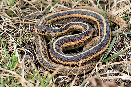 Common garter snake