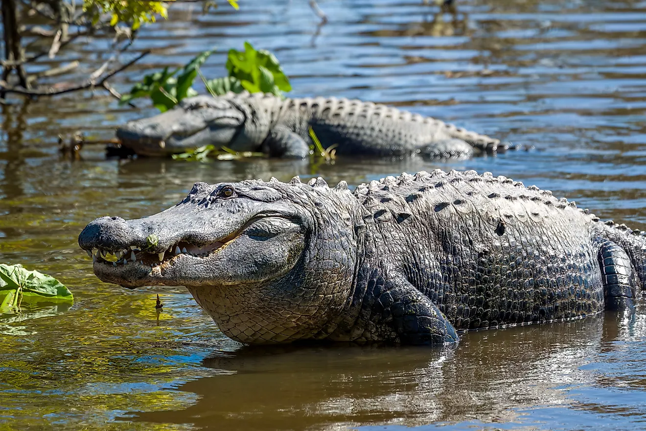 Two American Alligators in the water.