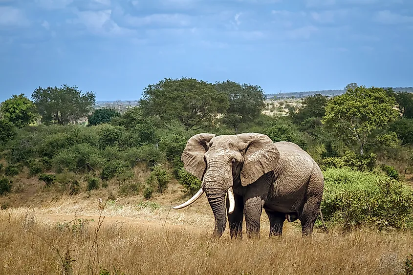 African bush elephant big tusker front view in savannah in Kruger National park, South Africa 