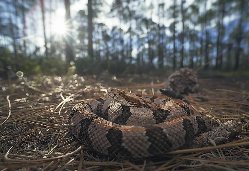 Wild timber rattlesnake in pine woodland habitat.