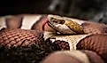 View of Eastern copperhead.